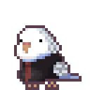 Animated budgie